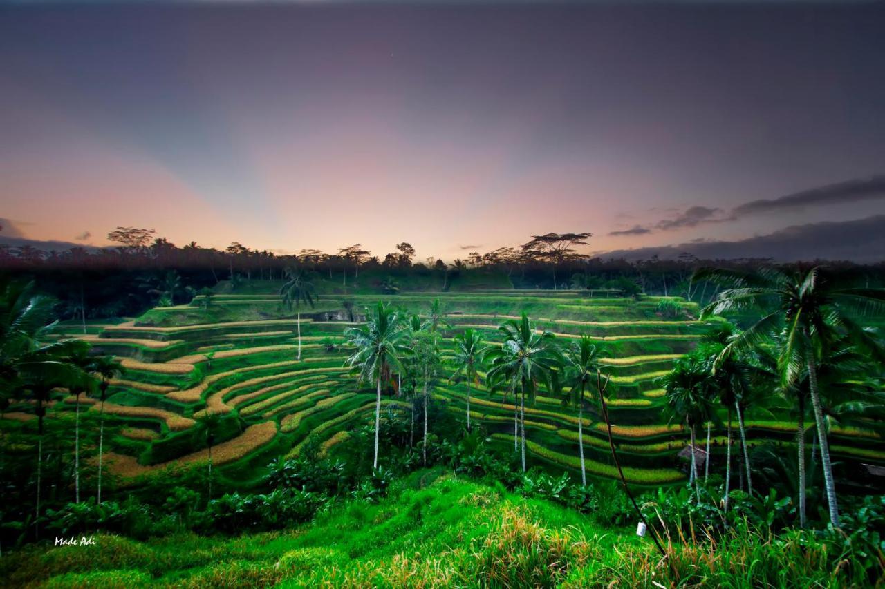 Puri Padma Hotel Ubud  Ngoại thất bức ảnh