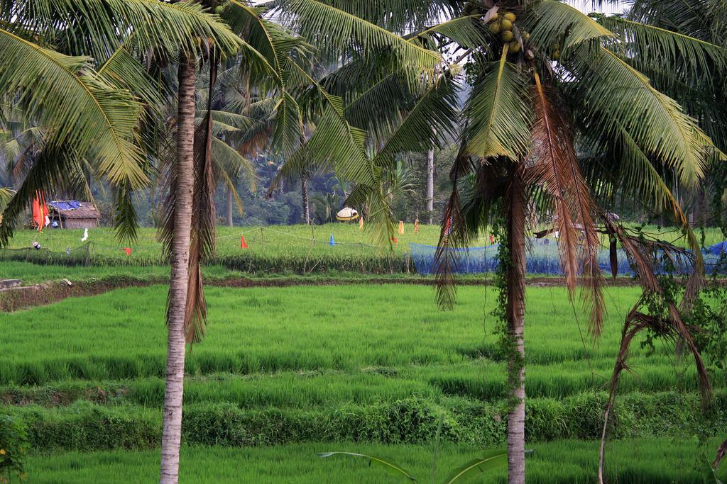 Puri Padma Hotel Ubud  Ngoại thất bức ảnh
